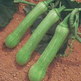 Abobrinha Menina Brasileira 10 g aprox. 120 sementes