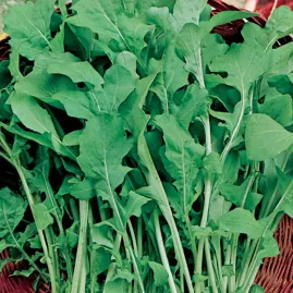 R�cula Cultivada 50g de Sementes
