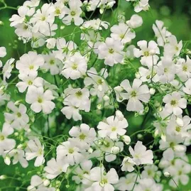 Gypsofila Elegant Branca Mosquitinhos 5g