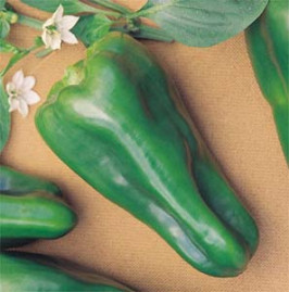 Pimento CASCA DURA IKEDA 2,5g sementes