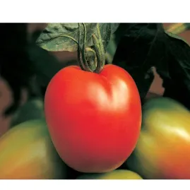 Tomate SANTA CLARA 2,5g