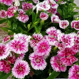 Cravina Gaiety Sortida - 2.000 sementes