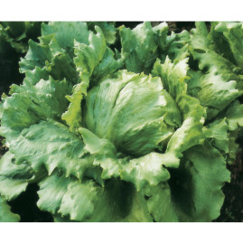 Alface Americana Diva Peletizada 2.000 peletes