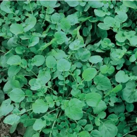 Agrio da terra 10g