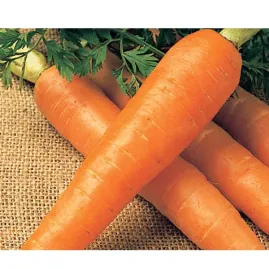 Cenoura Bras�lia Alta Sele��o 50g