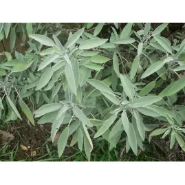 S�lvia / Salva 1g