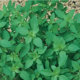 Manjeric�o Folha Fina 2g - Sementes