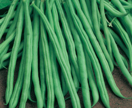 Feij�o-de-Vagem Macarr�o Rasteiro - Sementes 10gr