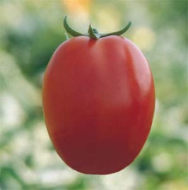 Tomate Santa Adelia 2,5g (sementes)