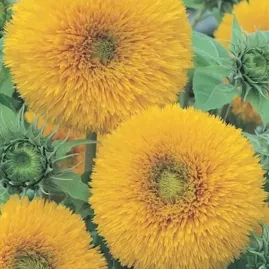 Girassol Ano Sungold Dobrado 3g