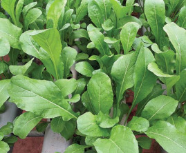 Rucula Roka 100g