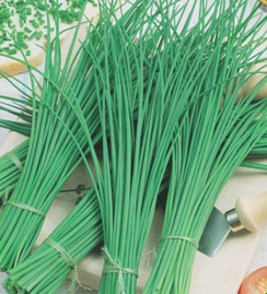 Cebolinha De Tempero