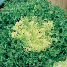 Chicria Crespa 5gr sementes