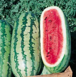 Melancia Fairfax 5g (sementes)