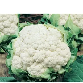 Couve Flor Bola de Neve 5g sementes