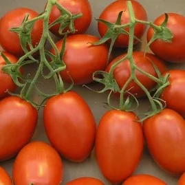 Tomate Italiano Para Molhos 2,5g (sementes)