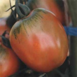 Tomate Santa Cruz Kada Gigante 2,5g