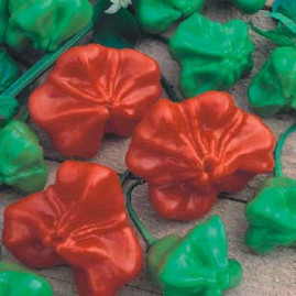 Pimenta Chapeu de Bispo 2,5g