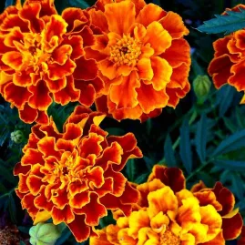 Tagetes An�o Dobrado Sortido 2g