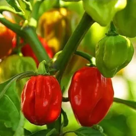 Pimenta Habanero Red 2,5g (sementes)
