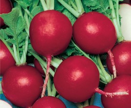 Rabanete Crimson Gigante 10g apox. 800 sementes